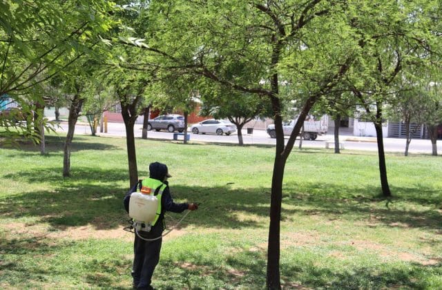 Municipio intensifica fumigación en áreas verdes para prevenir insectos y plagas