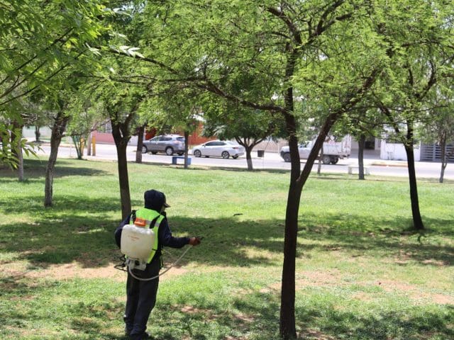Municipio intensifica fumigación en áreas verdes para prevenir insectos y plagas