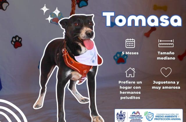 Invitan a dar un hogar a 52 perros y gatos rescatados en Chihuahua Capital