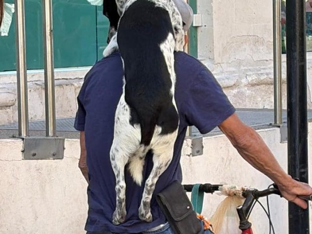Conmueve a cientos en el centro perrito paseando en bicicleta
