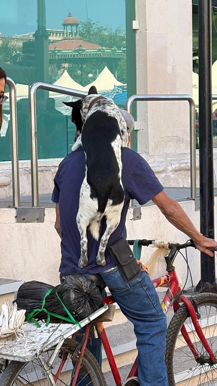Perrito Amigo
