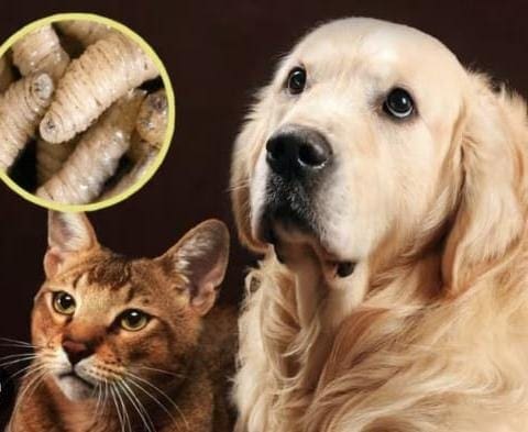 Detectan Gusano Barrenador en un perro en cd Juárez