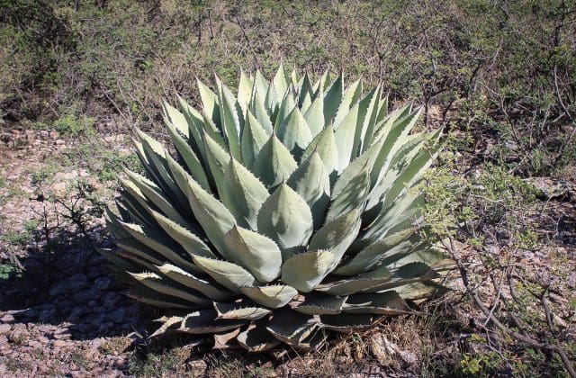 Exhortan a proteger la flora nativa de cerros y áreas naturales