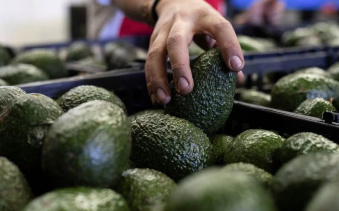 Reanuda México parcialmente exportación de aguacate hacia Estados Unidos