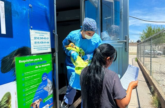 Realizan más de 4 mil esterilizaciones de perros y gatos en Chihuahua Capital