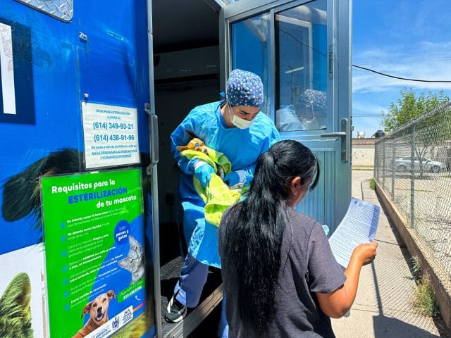 Realizan más de 4 mil esterilizaciones de perros y gatos en Chihuahua Capital