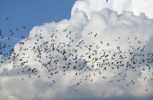 Impulsa la UACH conservación y cuidado de murciélagos