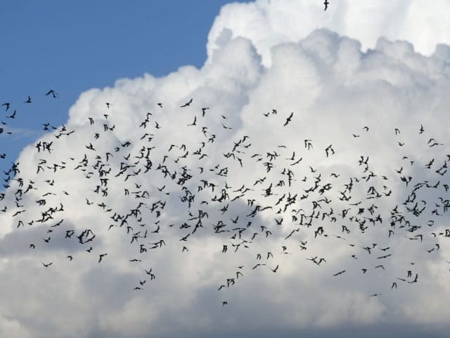 Impulsa la UACH conservación y cuidado de murciélagos
