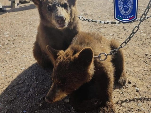 Encuentran dos osos negro americano desnutridos en Ojinaga