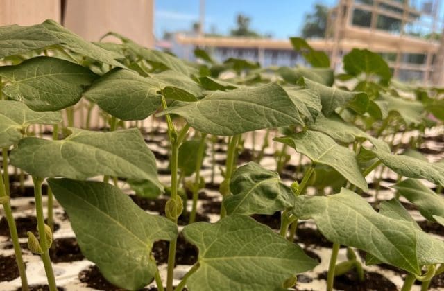 La UACH buscan generar biofertilizantes de residuos del sotol