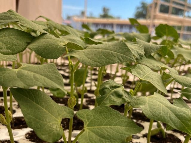 La UACH buscan generar biofertilizantes de residuos del sotol