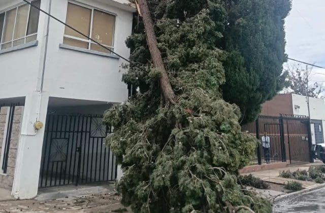 Lluvias generan caída de árboles, poste y semáforo en distintos puntos de Chihuahua