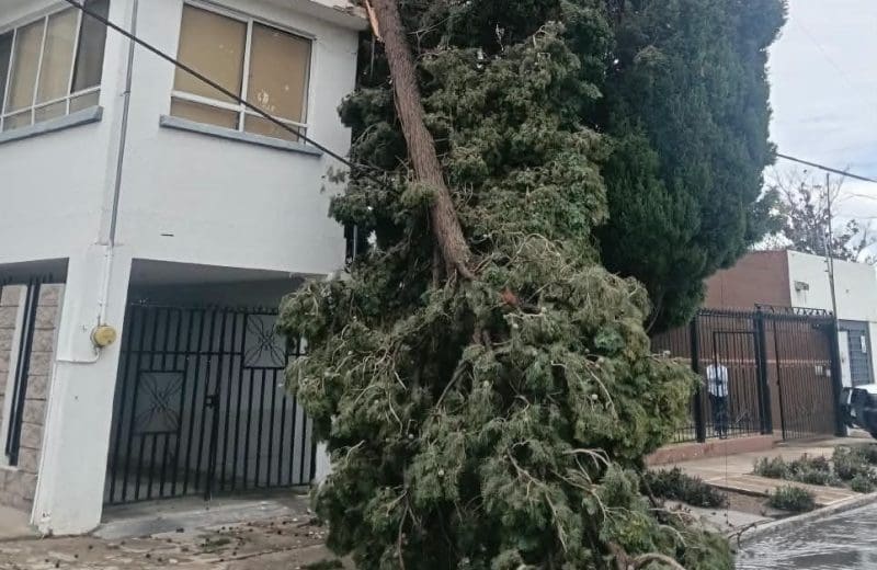 Lluvias generan caída de árboles, poste y semáforo en distintos puntos de Chihuahua