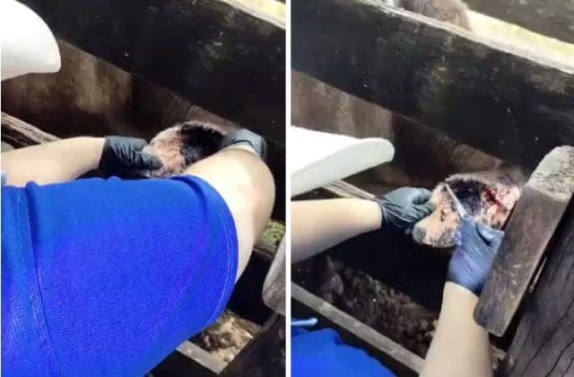 Piden evitar remedios caseros para atender heridas sospechosas de gusano barrenador