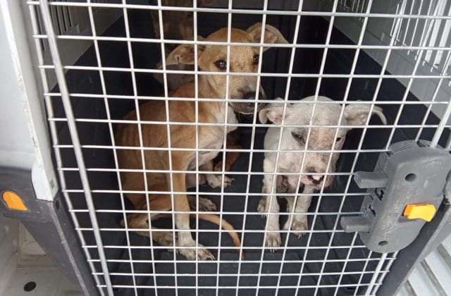Rescatan a tres cachorritos desnutridos en la colonia Alianza Popular