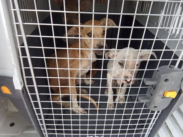 Rescatan a tres cachorritos desnutridos en la colonia Alianza Popular