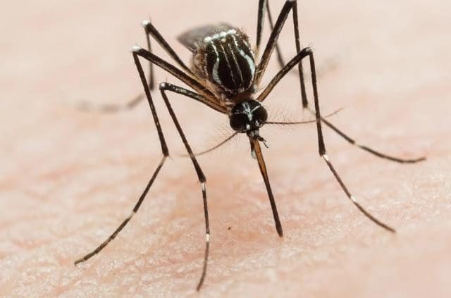 Salud descarta casos graves de dengue en comunidad de Chihuahua 