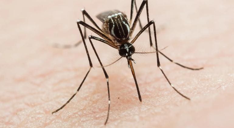 dengue