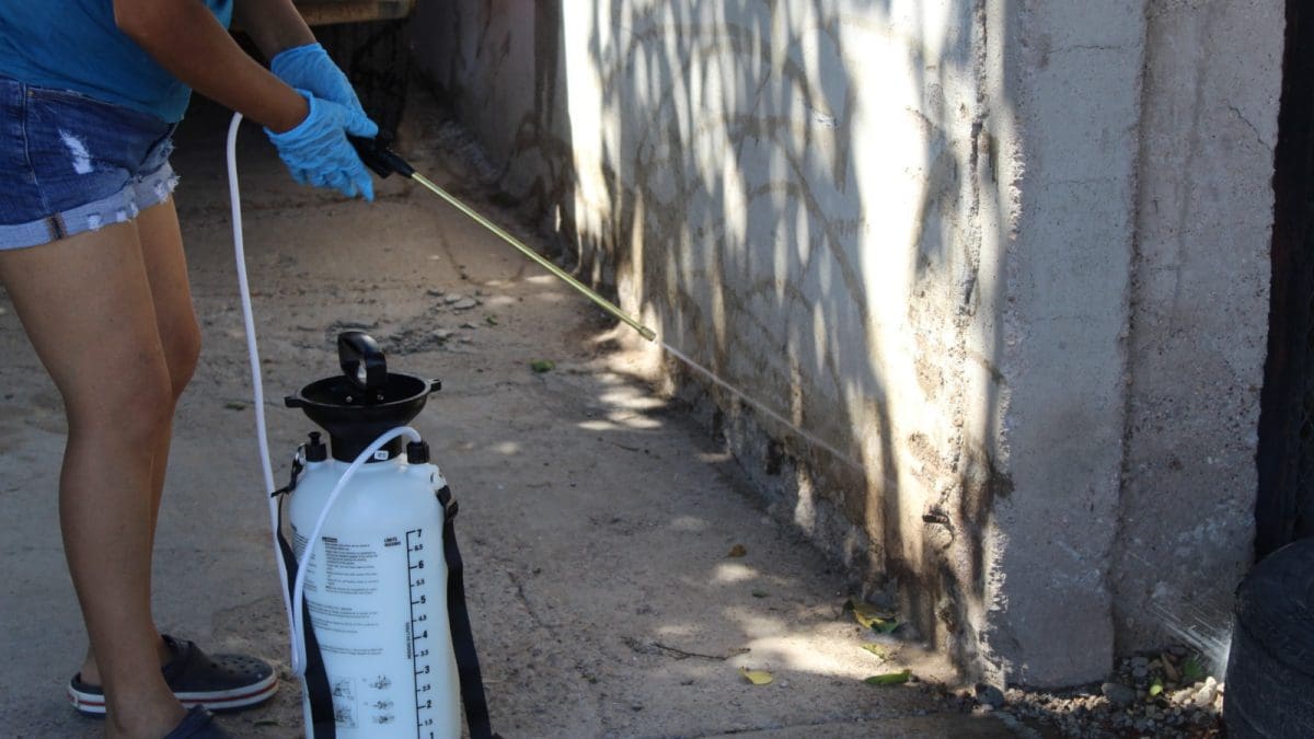 Humedad tras lluvias aumenta riesgo de rickettsia; llaman a reforzar prevención