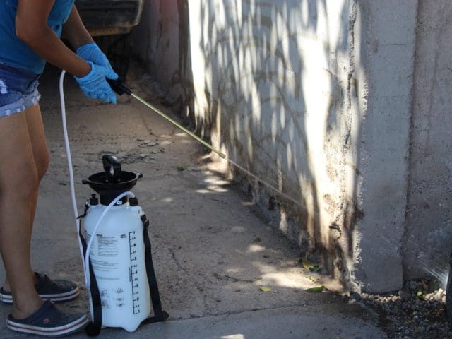 Humedad tras lluvias aumenta riesgo de rickettsia; llaman a reforzar prevención