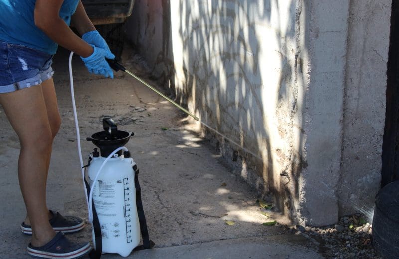 Humedad tras lluvias aumenta riesgo de rickettsia; llaman a reforzar prevención