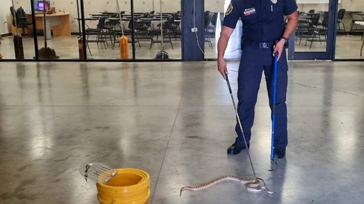 Bomberos llama a prevenir la presencia de animales ponzoñosos en los hogares