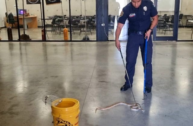Bomberos llama a prevenir la presencia de animales ponzoñosos en los hogares