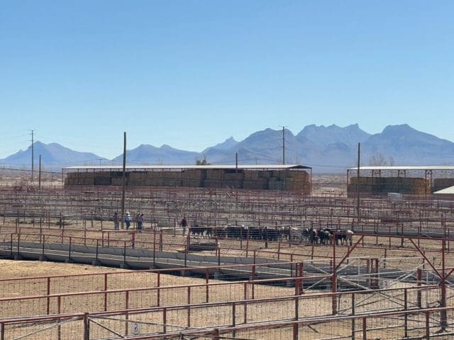Reabrirán Puerto Palomas el 26 de octubre para exportar ganado a EU