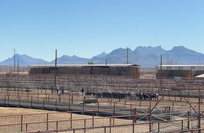 Reabrirán Puerto Palomas el 26 de octubre para exportar ganado a EU