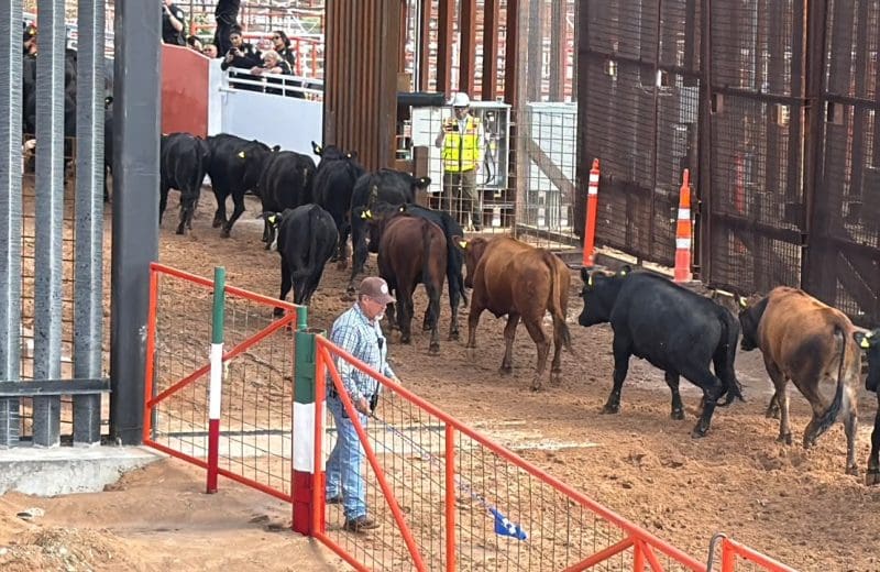 Cruzan mil cabezas de ganado al día a EU; buscarán elevar exportación a mil 300 la próxima semana
