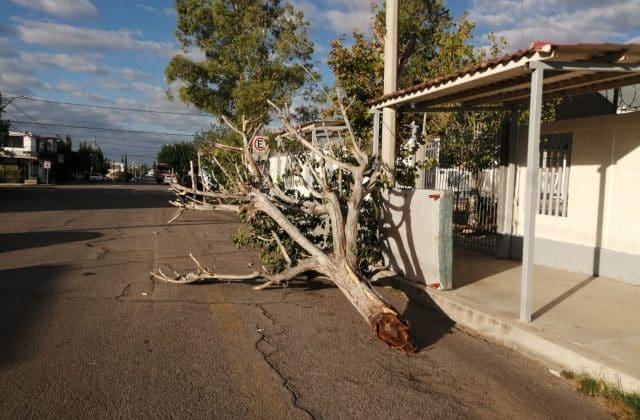 Caen dos grandes árboles afuera de primaria Eloy Vallina en Santo Niño